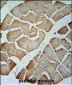 MTX2 Antibody  (C-term)